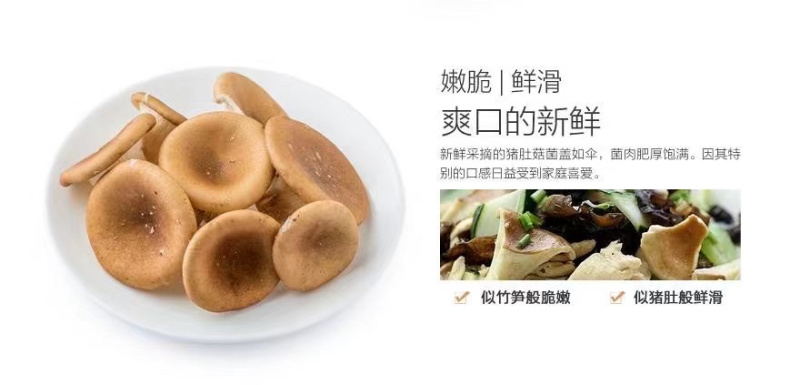 精品脆嫩鲜滑猪肚菇！
