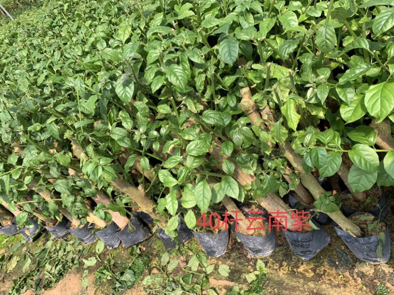 紫色三角梅精品三角梅基地直供货源充足质量保证欢迎采购