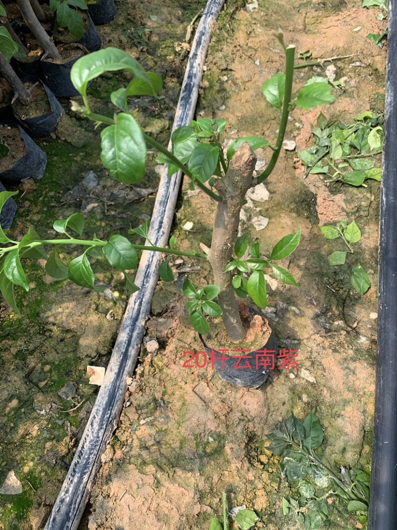 紫色三角梅精品三角梅基地直供货源充足质量保证欢迎采购