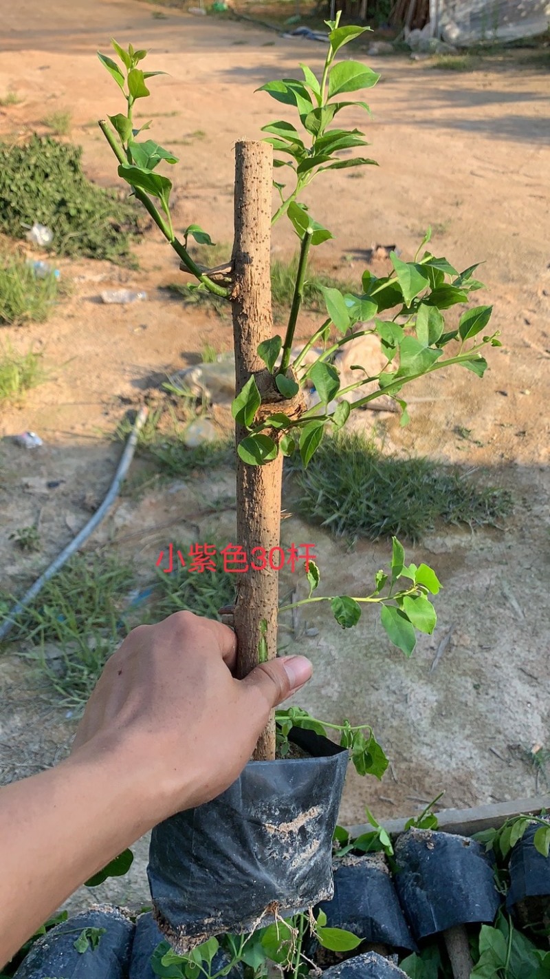 小紫三角梅福建三角梅质量保证规格齐全全国发货