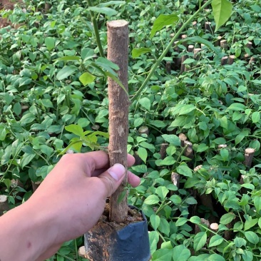 小紫三角梅福建三角梅质量保证规格齐全全国发货