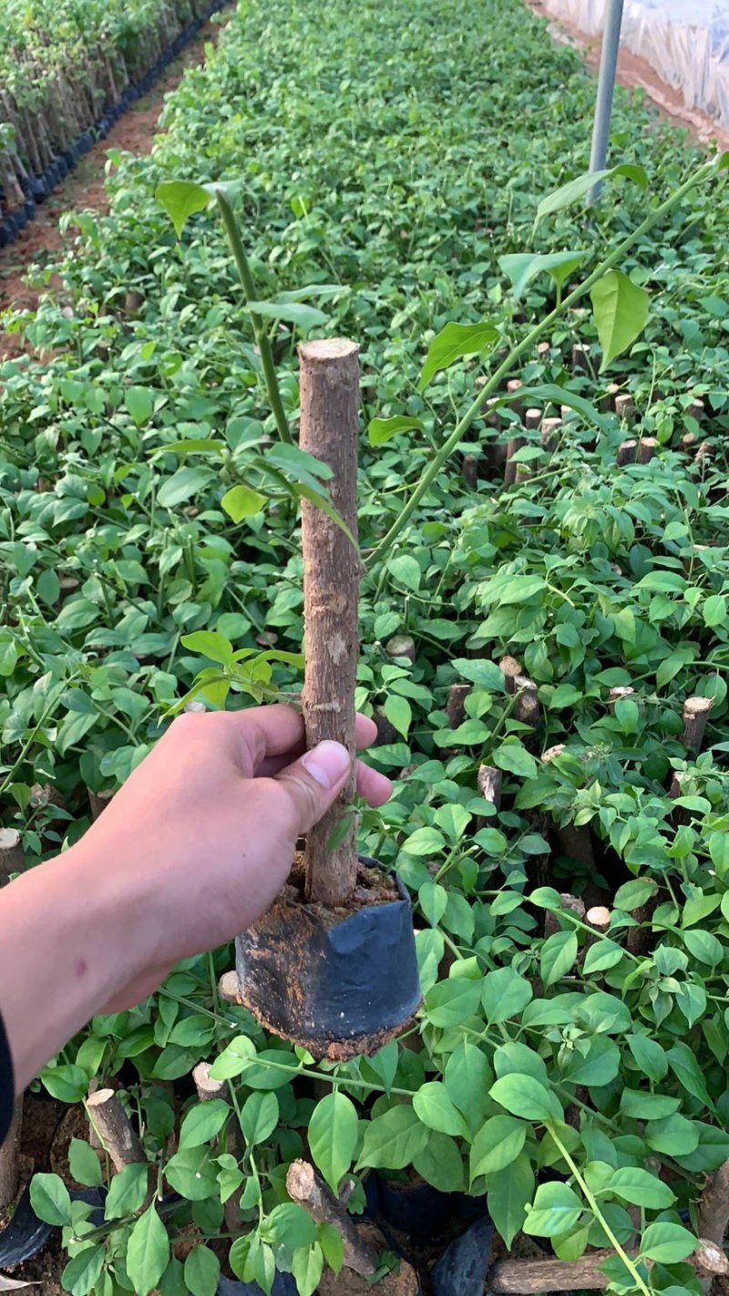 小紫三角梅福建三角梅质量保证规格齐全全国发货