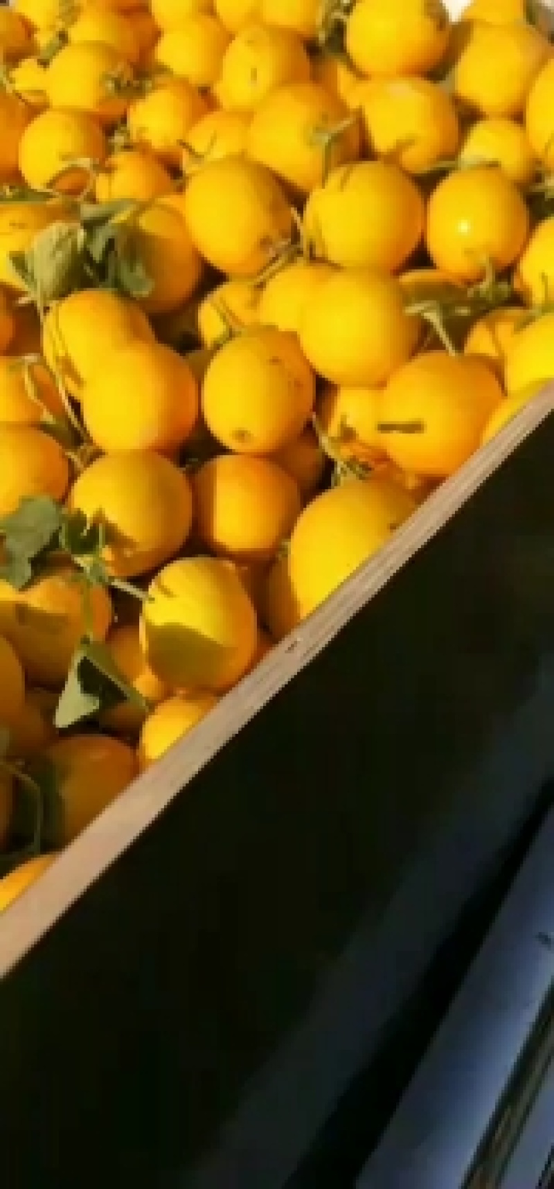 甜瓜黄皮红肉糖度高耐运输皮毛漂亮