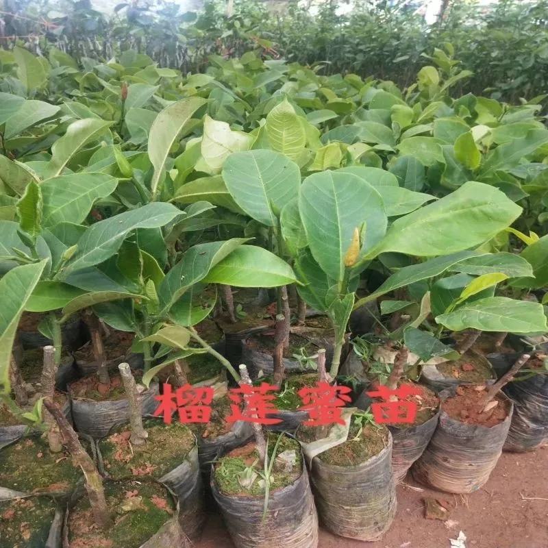 榴莲蜜苗榴莲蜜树苗营养袋苗带土发货