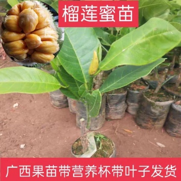 榴莲蜜苗榴莲蜜树苗营养袋苗带土发货