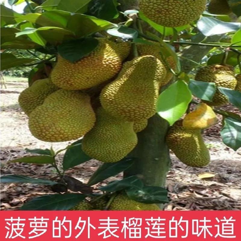 榴莲蜜苗榴莲蜜树苗营养袋苗带土发货