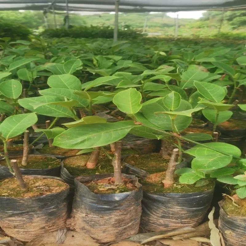 榴莲蜜苗榴莲蜜树苗营养袋苗带土发货