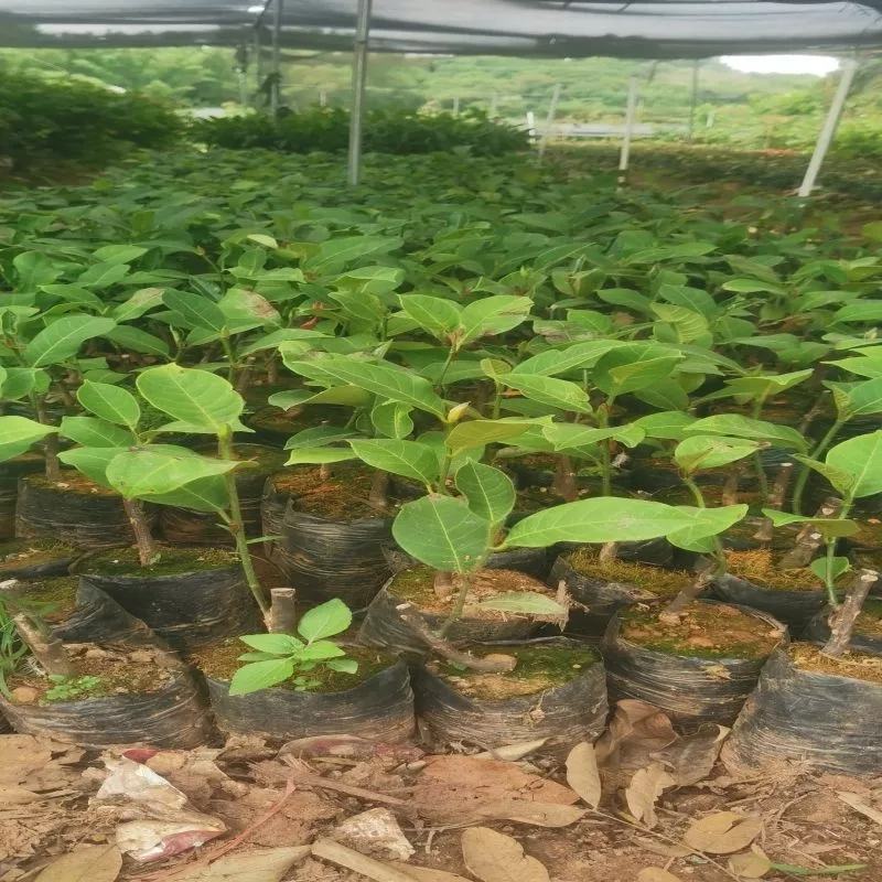 榴莲蜜苗榴莲蜜树苗营养袋苗带土发货