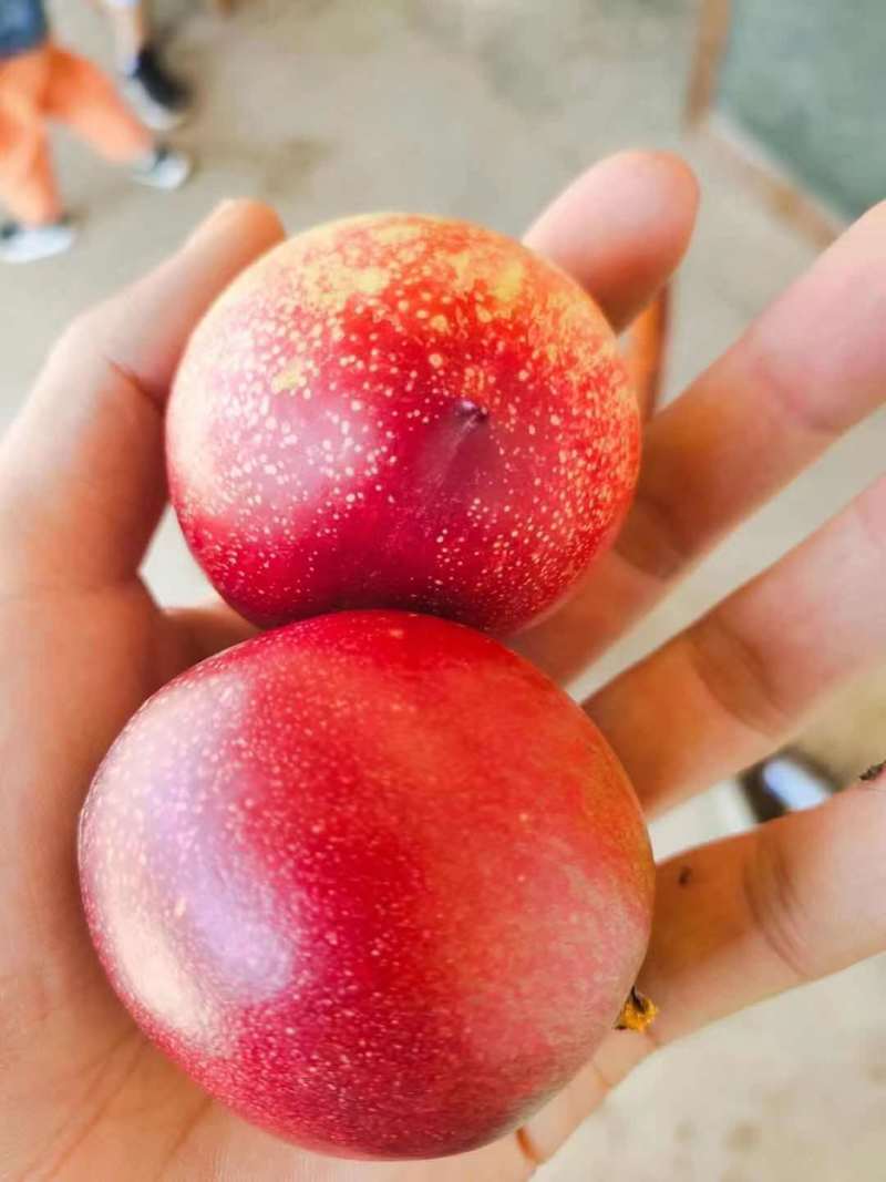 湖北黄肉油桃，千年红，曙光，金雷，金锁，09系列等陆续上