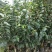 沉香树苗名贵树金丝正宗海南奇楠嫁接苗树苗南北方种植包邮