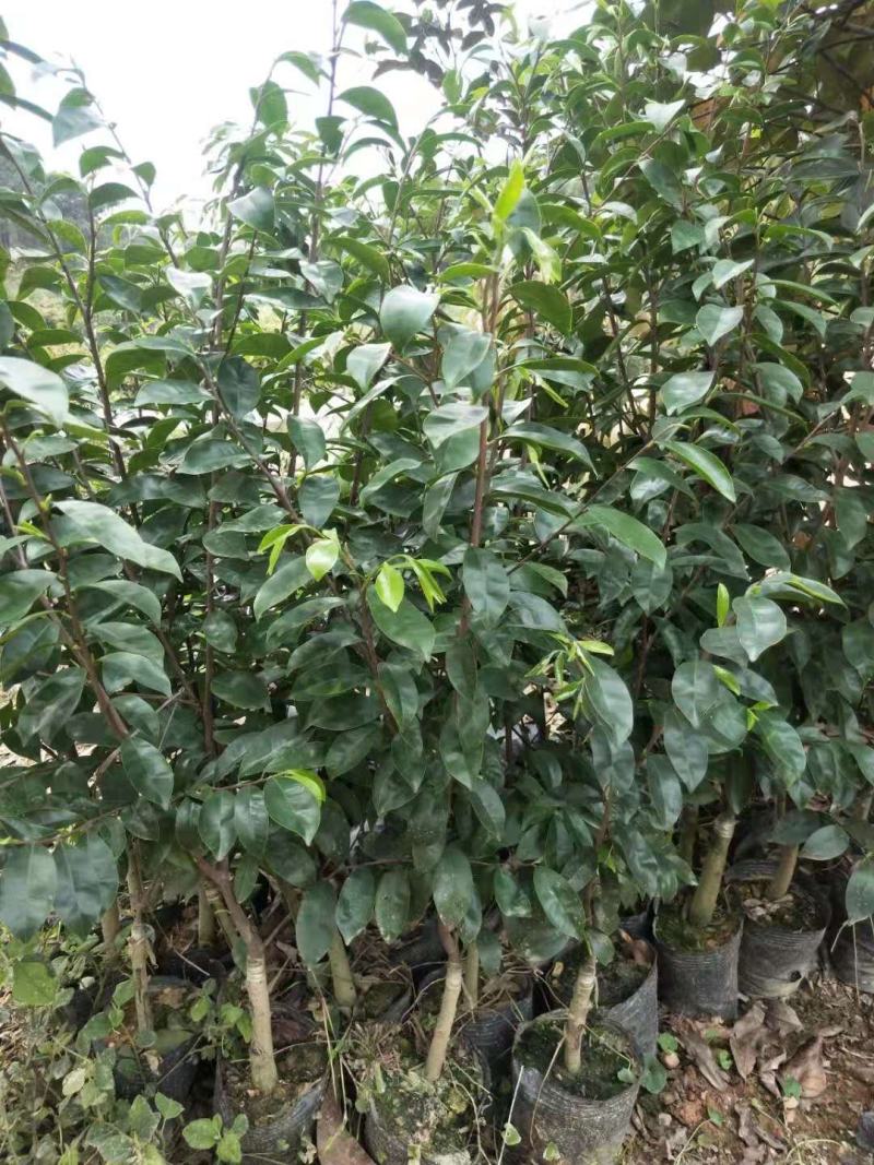 沉香树苗名贵树金丝正宗海南奇楠嫁接苗树苗南北方种植包邮