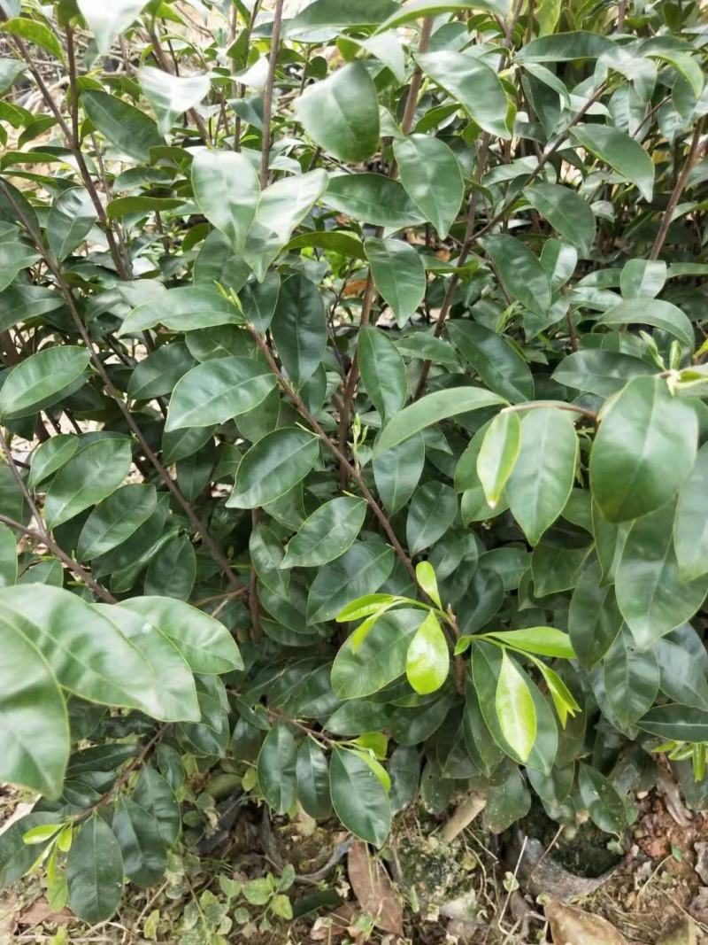 沉香树苗名贵树金丝正宗海南奇楠嫁接苗树苗南北方种植包邮