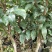 沉香树苗名贵树金丝正宗海南奇楠嫁接苗树苗南北方种植包邮