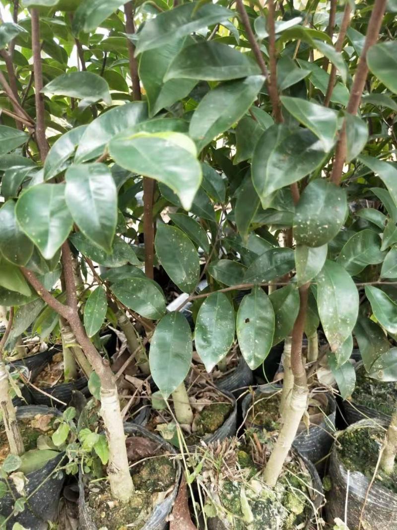 沉香树苗名贵树金丝正宗海南奇楠嫁接苗树苗南北方种植包邮