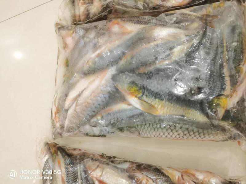 江西赣州南康石斑鱼长期有货杀好冰冻发货，欢迎酒店饭店老板