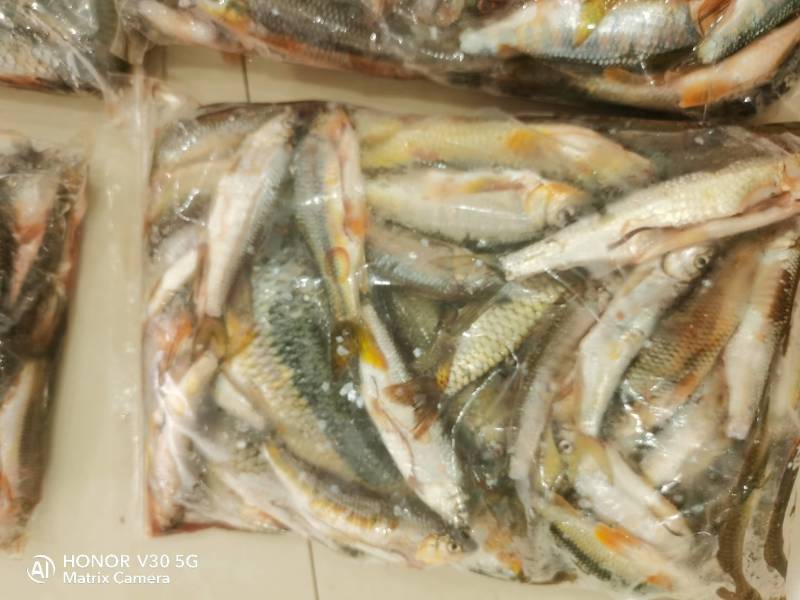 江西赣州南康石斑鱼长期有货杀好冰冻发货，欢迎酒店饭店老板