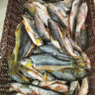 江西赣州南康石斑鱼长期有货杀好冰冻发货，欢迎酒店饭店老板