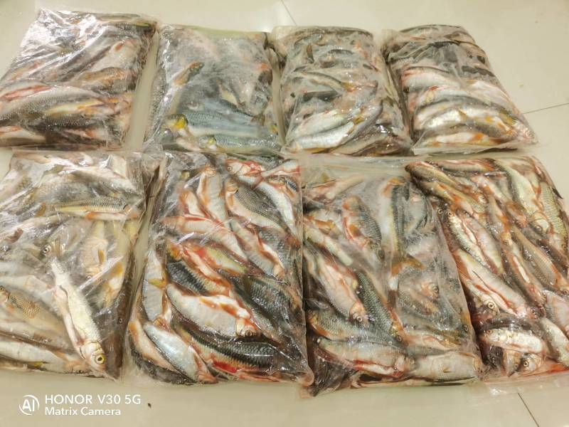 江西赣州南康石斑鱼长期有货杀好冰冻发货，欢迎酒店饭店老板