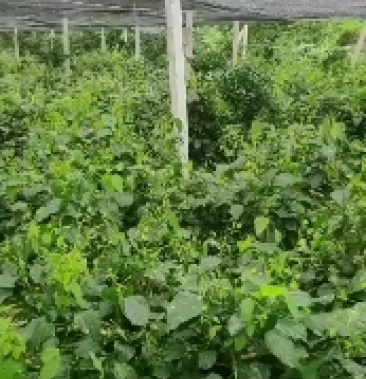 [赤苍藤批发]姑娘菜赤苍藤价格8.00元/斤 - 一亩田