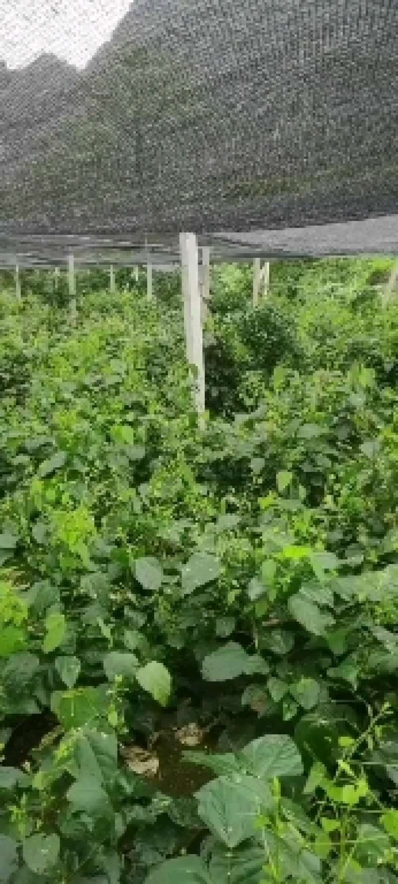 姑娘菜赤苍藤