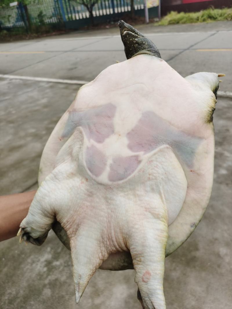 外塘散养生态鳖，健康活力十足，鲜活滋养包活