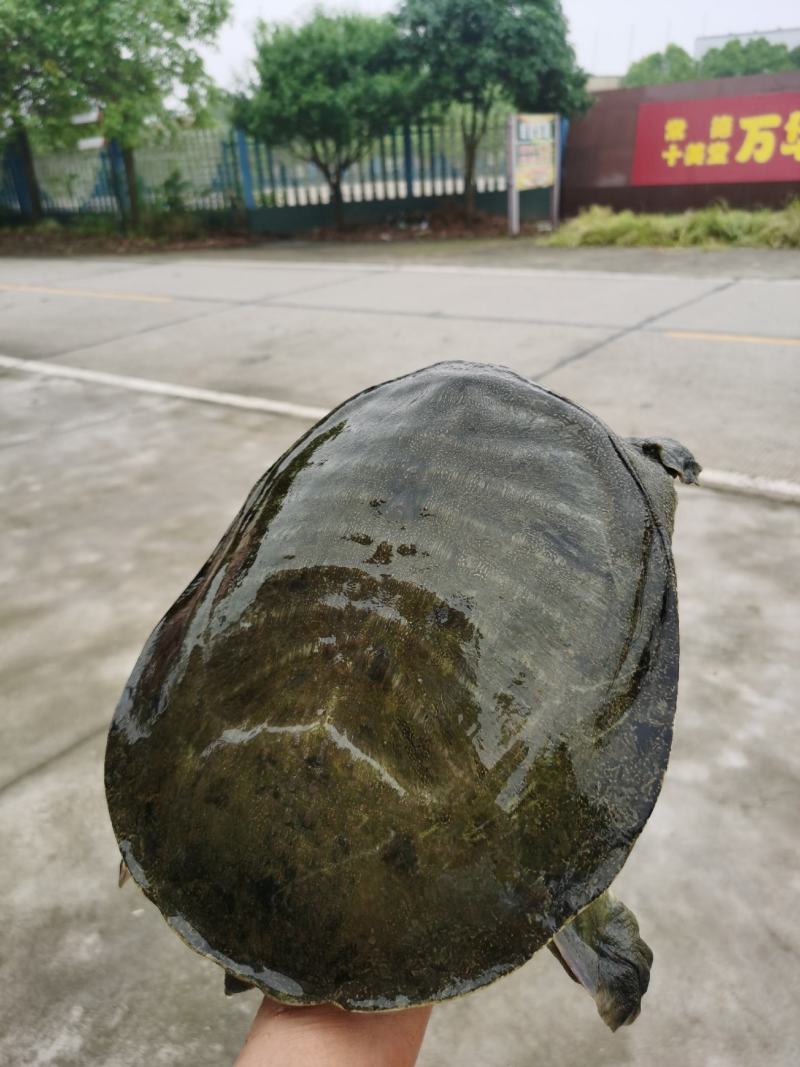 外塘散养生态鳖，健康活力十足，鲜活滋养包活
