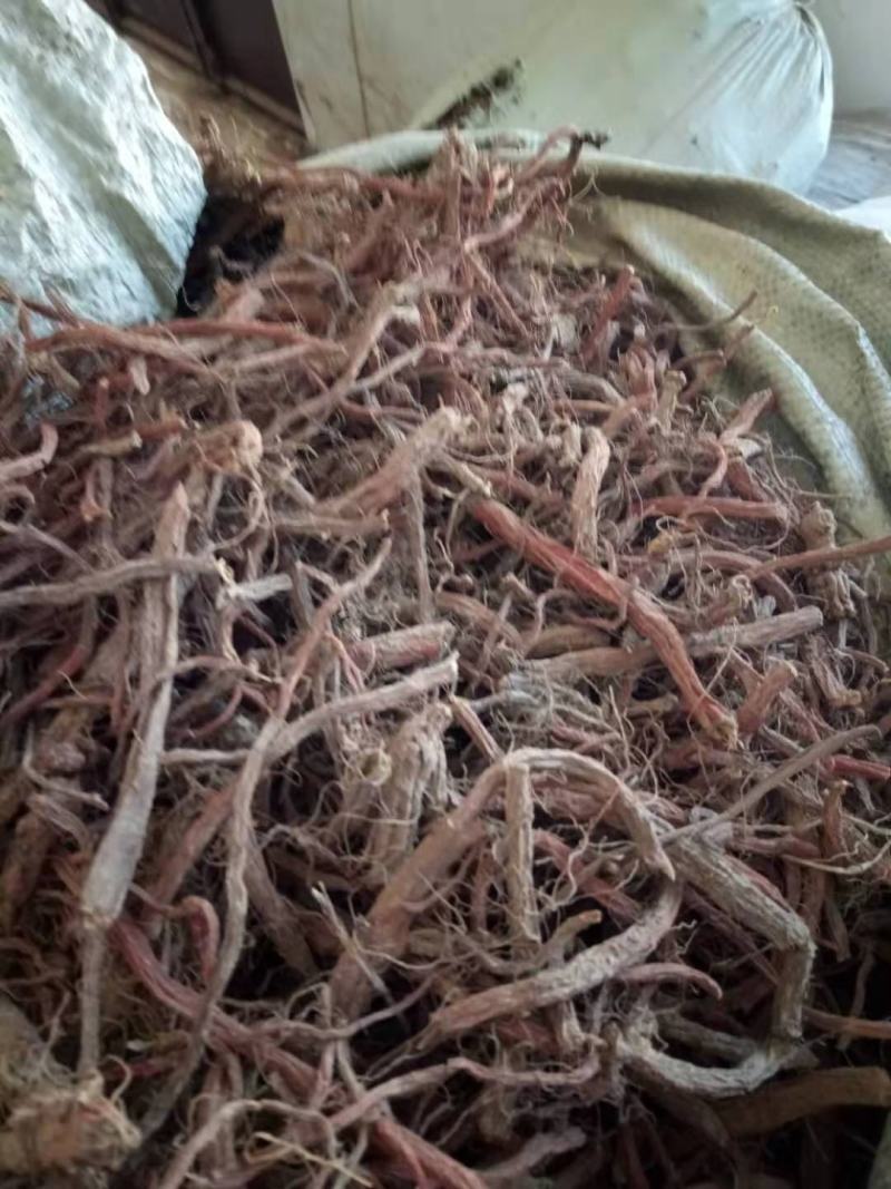 陕西合作社直销高含量丹参，产地直销需要联系。