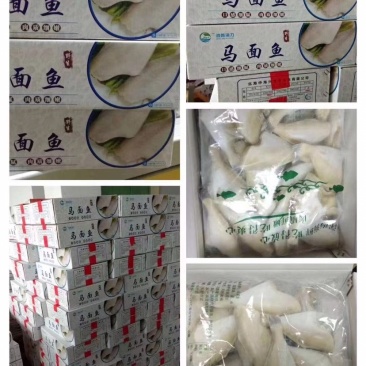 单冻板冻马面鱼