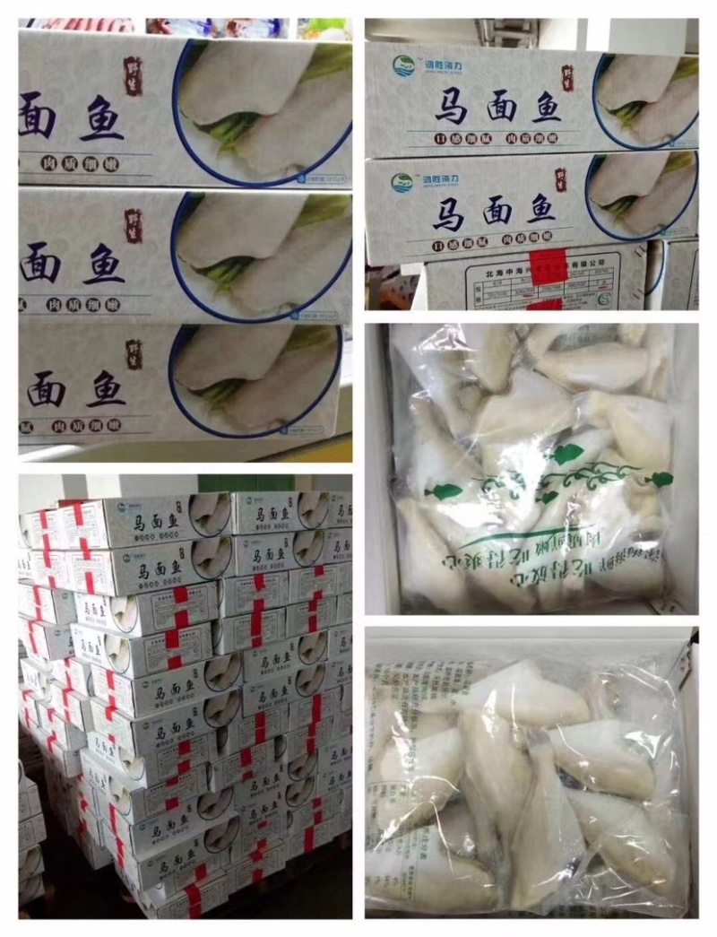 单冻板冻马面鱼