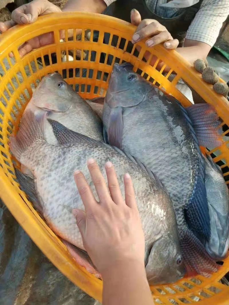 又一间鱼苗场批发苏丹罗非鱼苗，海南一号罗非鱼苗