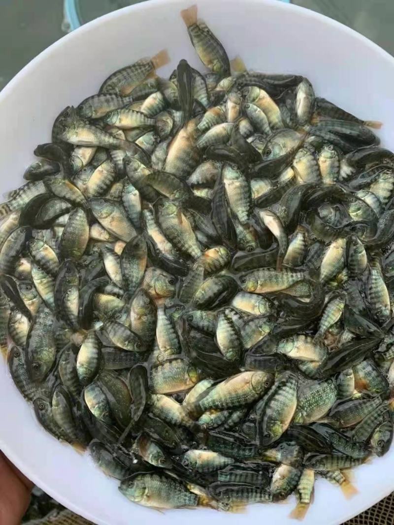 又一间鱼苗场批发苏丹罗非鱼苗，海南一号罗非鱼苗