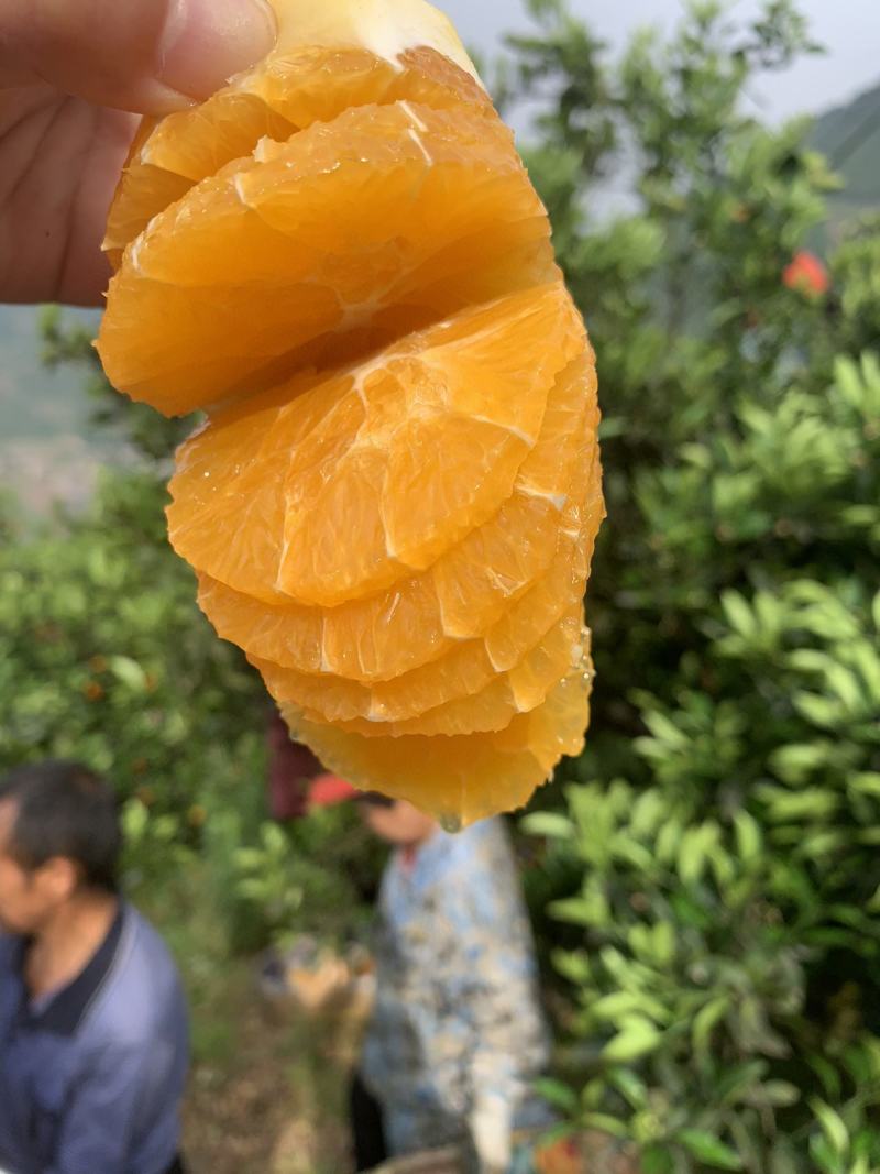 秭归脐橙回购满满香甜水润和细腻化渣是它的必备