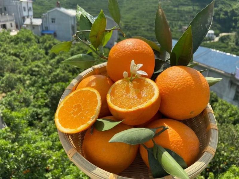 秭归脐橙回购满满香甜水润和细腻化渣是它的必备