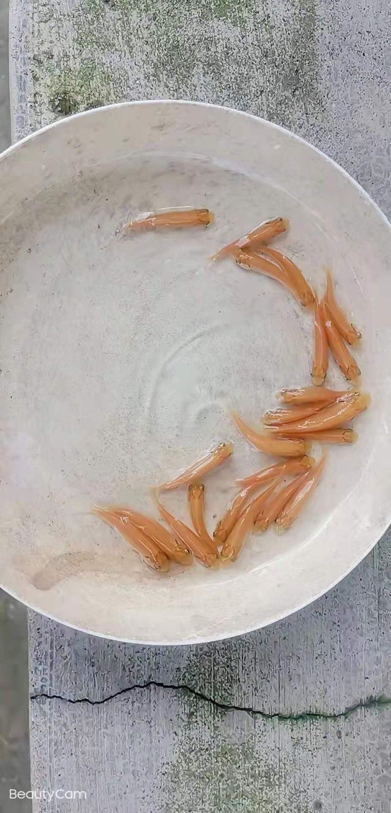 广州又一间鱼苗场批发金丝鲩苗，俄罗斯金草鱼苗，金草鱼苗