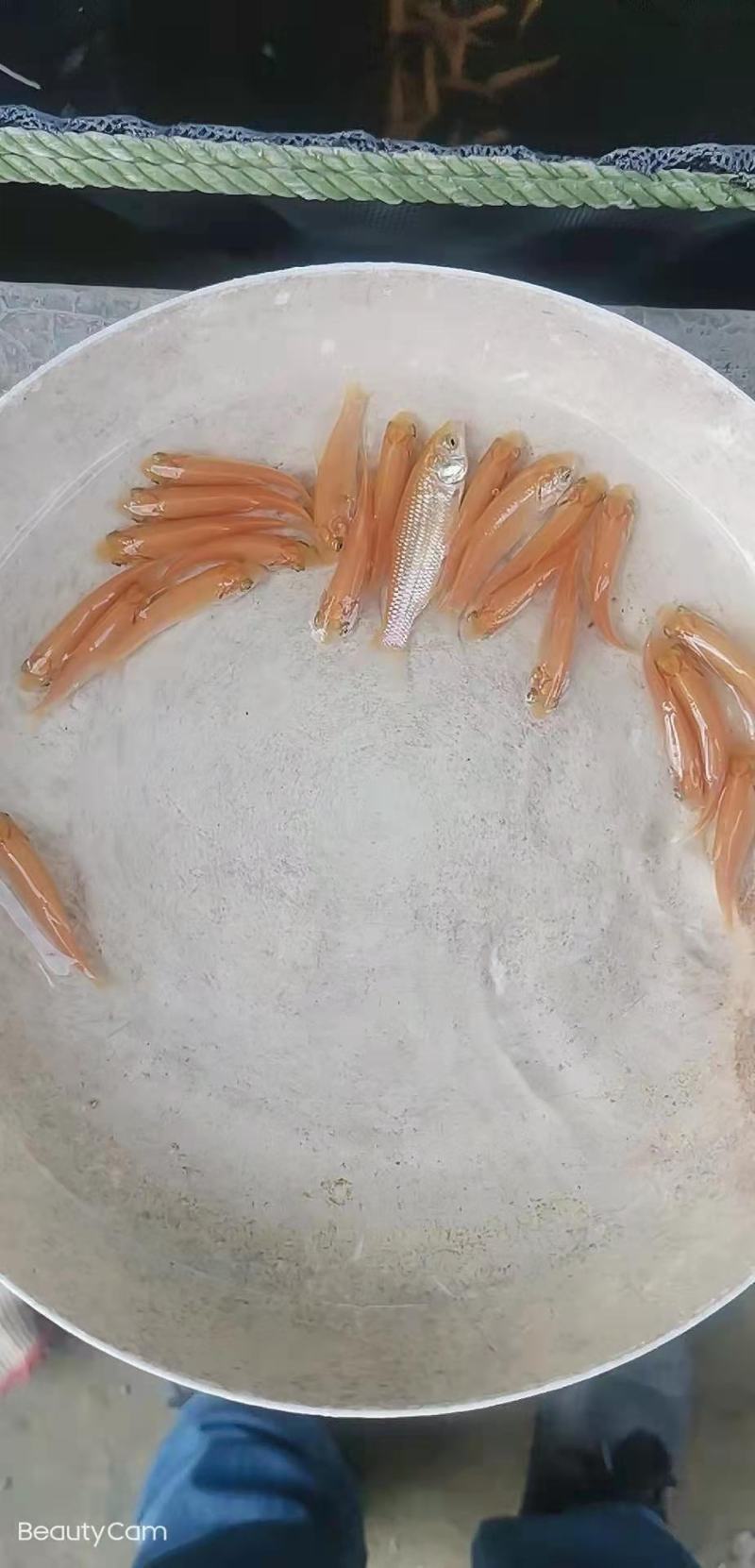 广州又一间鱼苗场批发金丝鲩苗，俄罗斯金草鱼苗，金草鱼苗