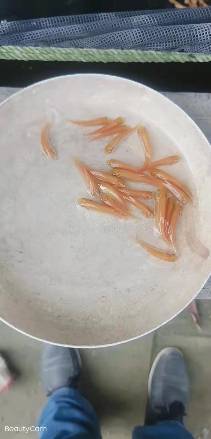 广州又一间鱼苗场批发金丝鲩苗，俄罗斯金草鱼苗，金草鱼苗