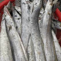精品东海船冻带鱼，品质优良，3-4条一斤左右
