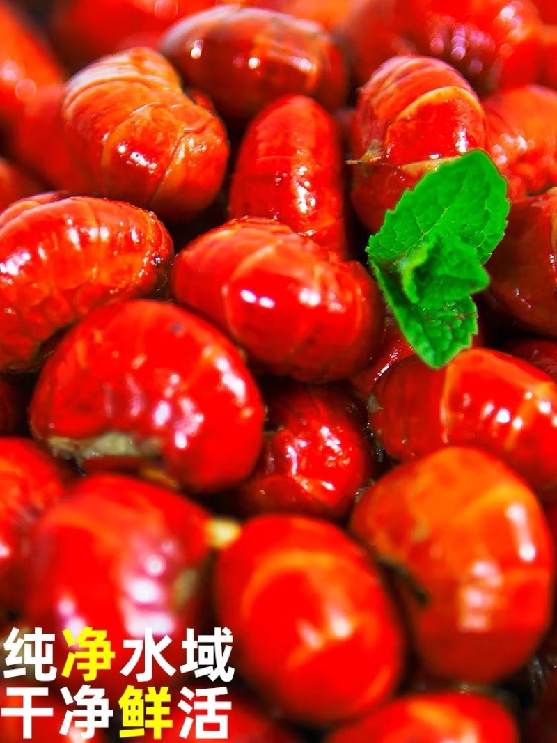 特级龙虾尾每包200克现剥现发大号虾无冰衣商用