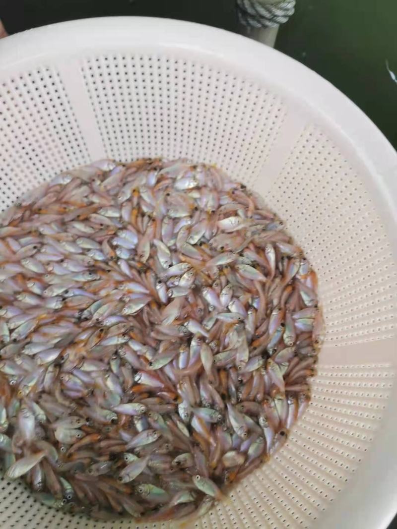 广州又一间鱼苗场批发彩虹鲷，豹纹鲷，金罗非，红罗非