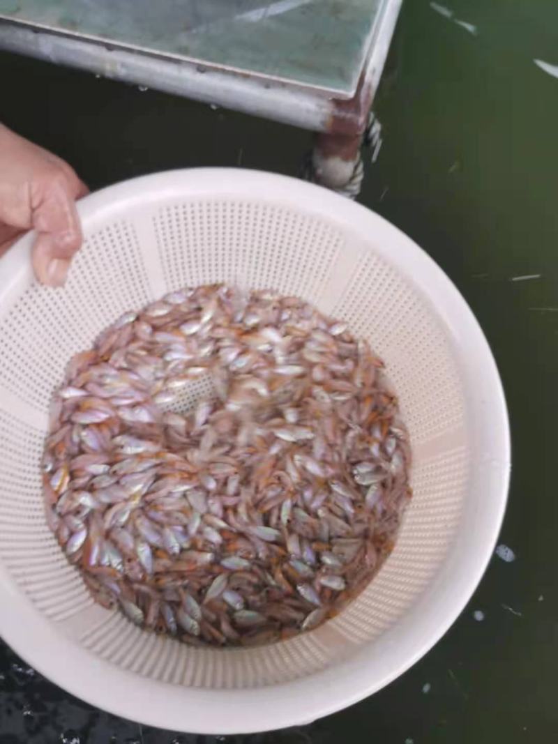 广州又一间鱼苗场批发彩虹鲷，豹纹鲷，金罗非，红罗非