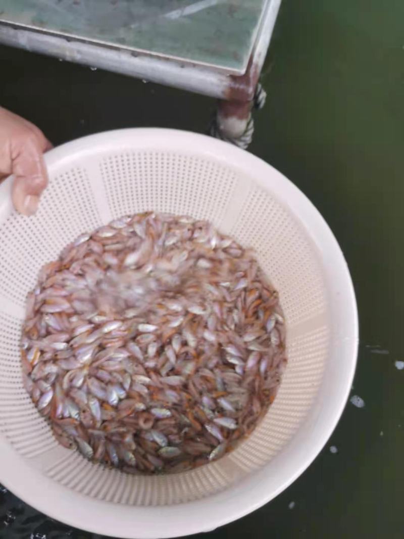 广州又一间鱼苗场批发彩虹鲷，豹纹鲷，金罗非，红罗非