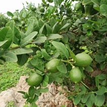 广东香水柠檬