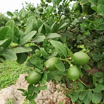 广东香水柠檬