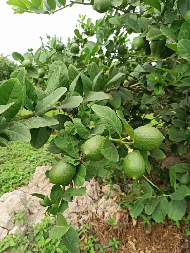 广东香水柠檬