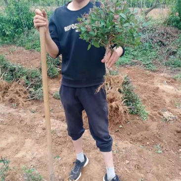 四季金银花苗红白双色盆栽裸根