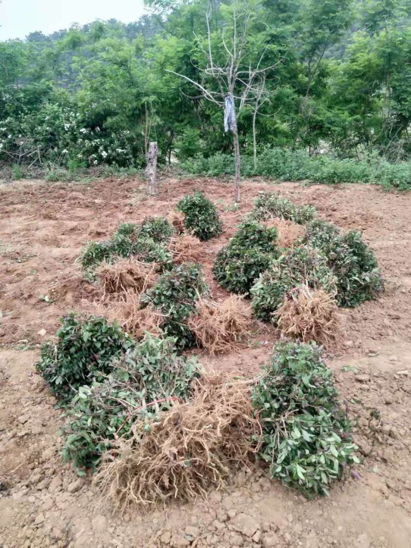 四季金银花苗红白双色盆栽裸根