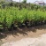 四季金银花苗红白双色盆栽裸根