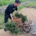 四季金银花苗红白双色盆栽裸根