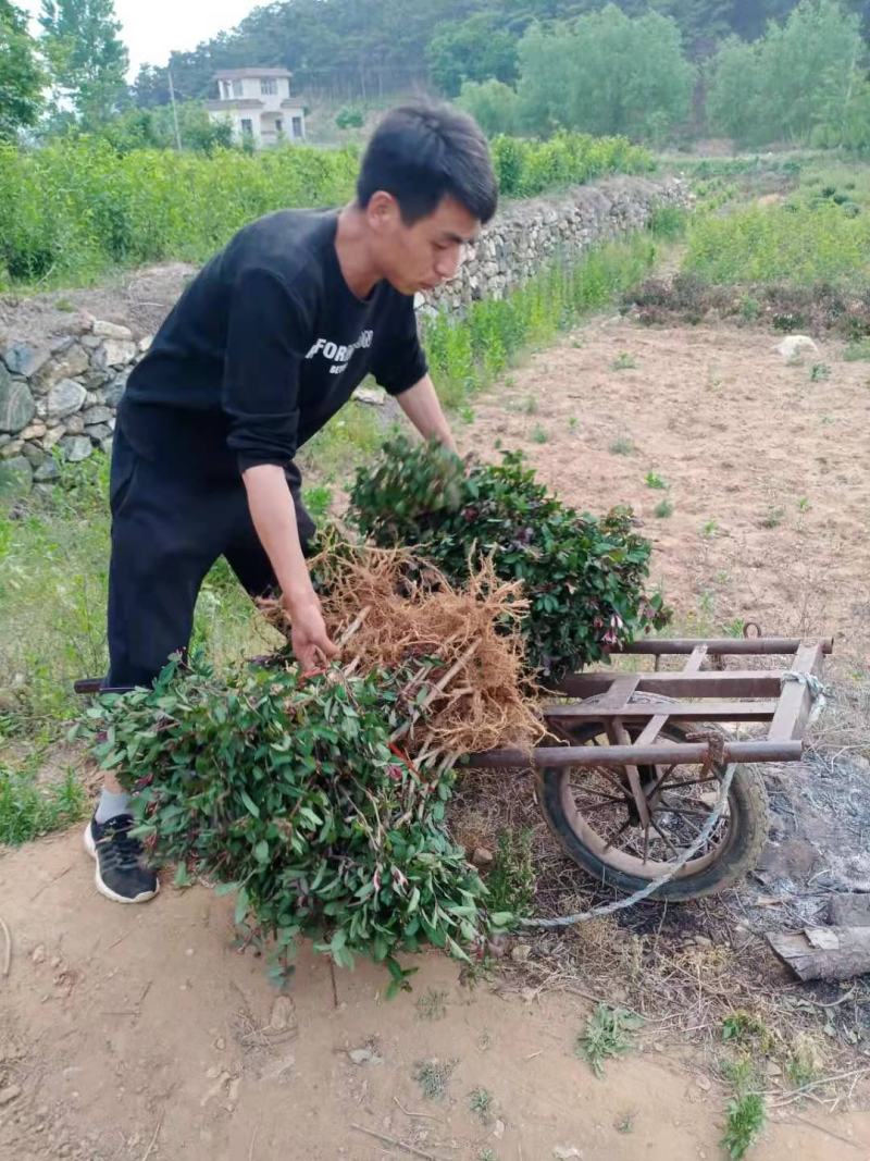 四季金银花苗红白双色盆栽裸根