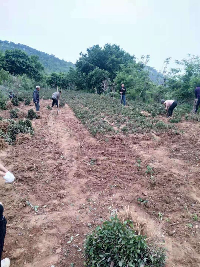 四季金银花苗红白双色盆栽裸根